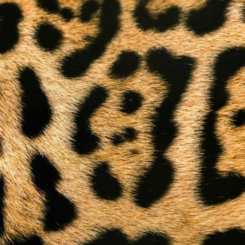 Wild Poise Earrings